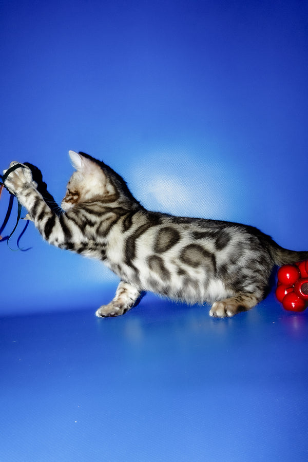 Irma | Bengal Kitten