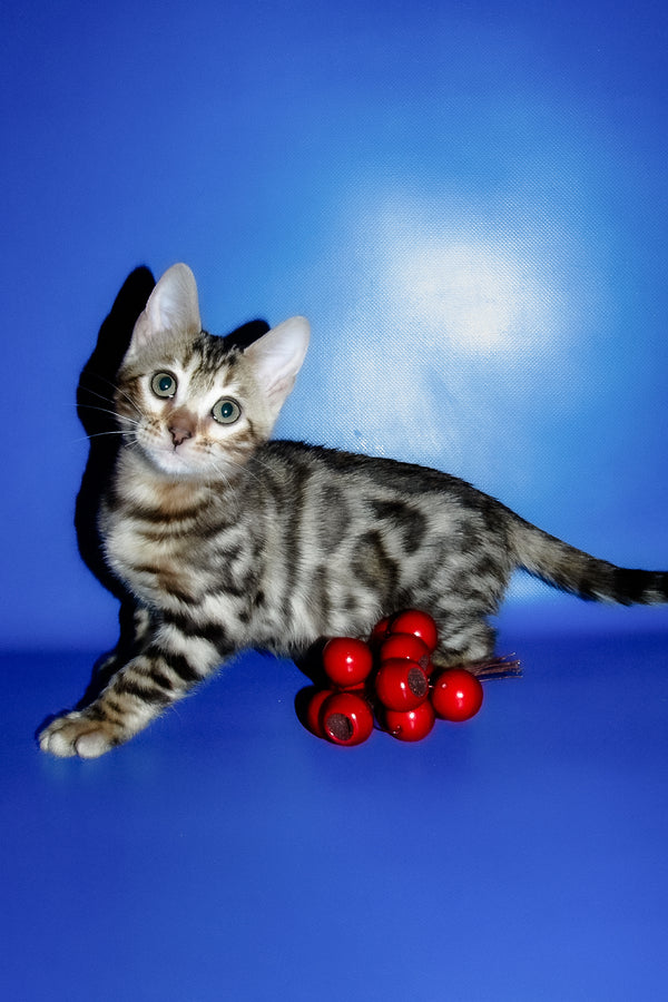 Irma | Bengal Kitten