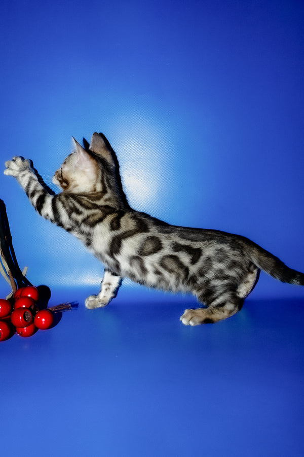 Irma | Bengal Kitten