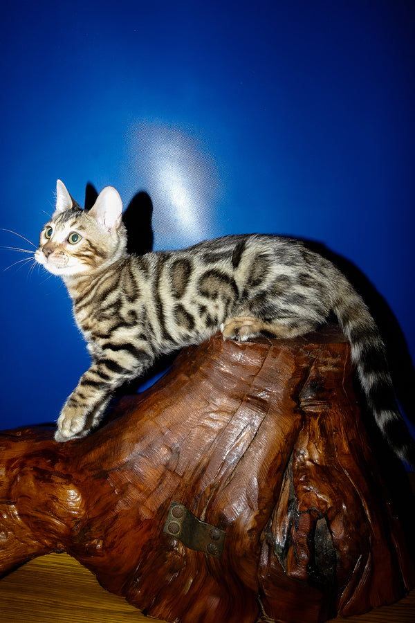 Irma | Bengal Kitten