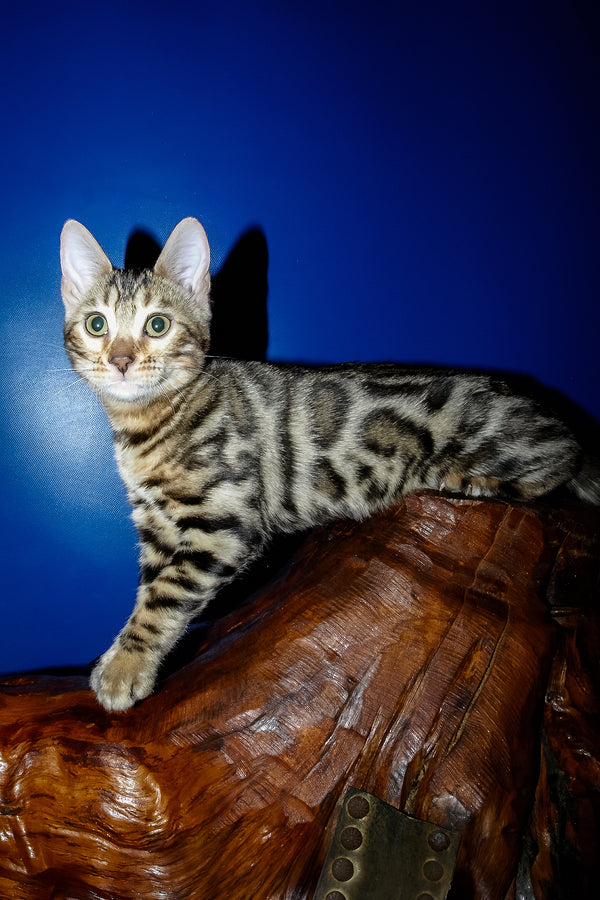 Irma | Bengal Kitten