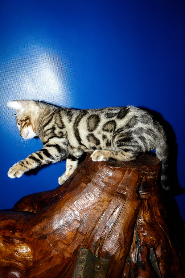 Irma | Bengal Kitten