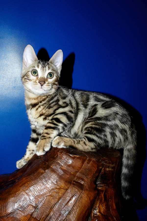 Irma | Bengal Kitten