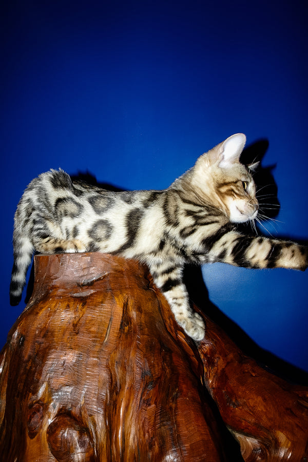 Irma | Bengal Kitten