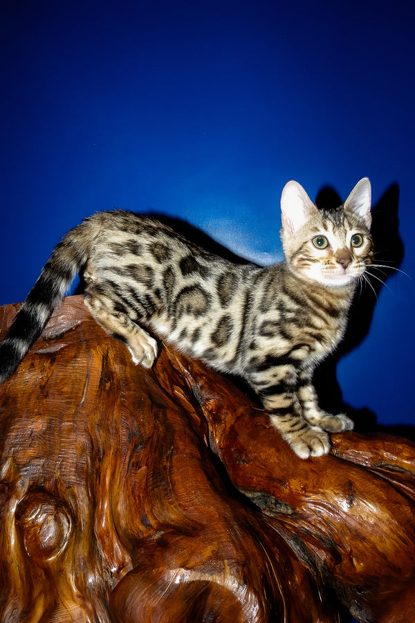 Irma | Bengal Kitten