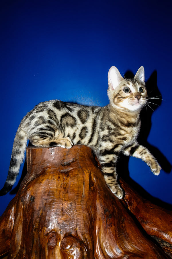 Irma | Bengal Kitten