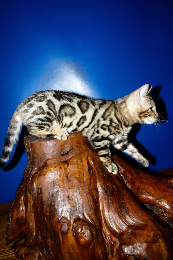 Irma | Bengal Kitten