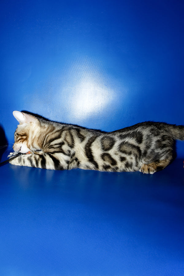 Irma | Bengal Kitten