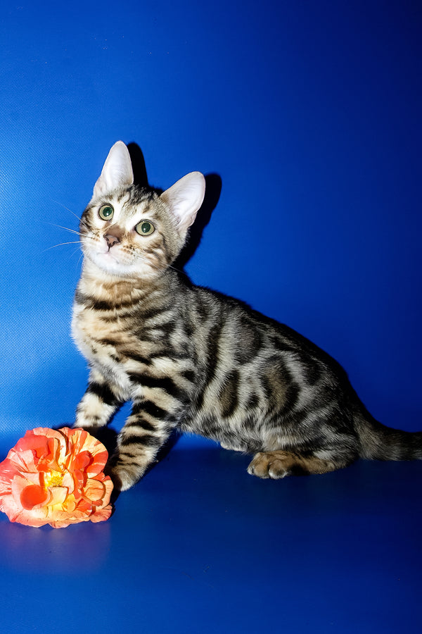 Irma | Bengal Kitten
