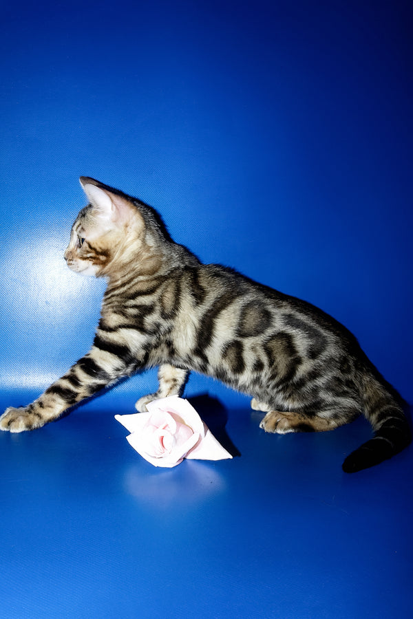 Irma | Bengal Kitten