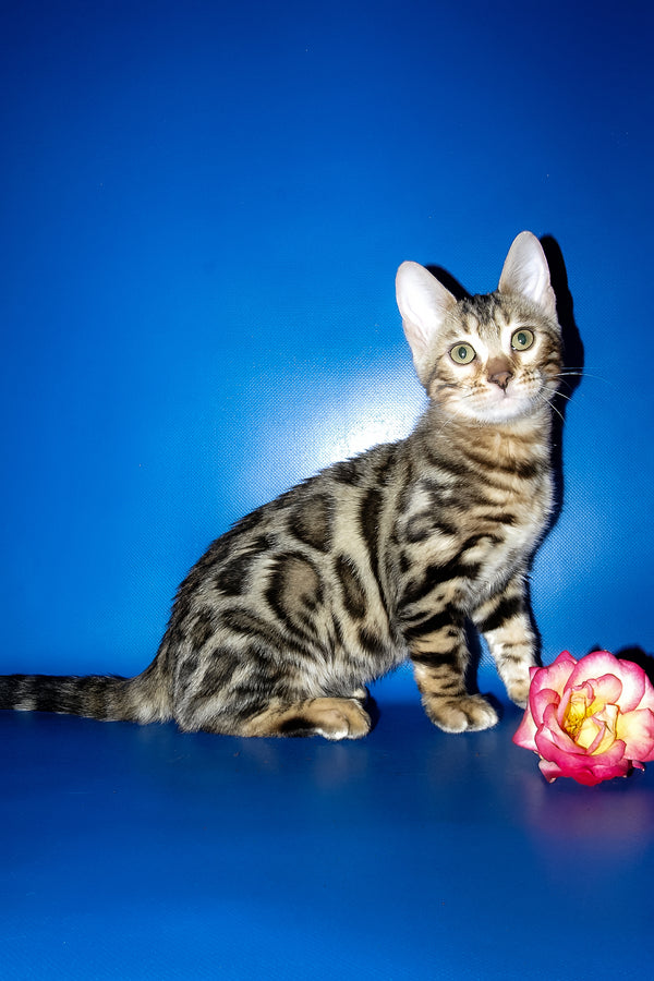 Irma | Bengal Kitten