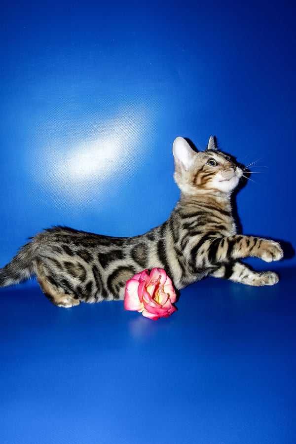 Irma | Bengal Kitten