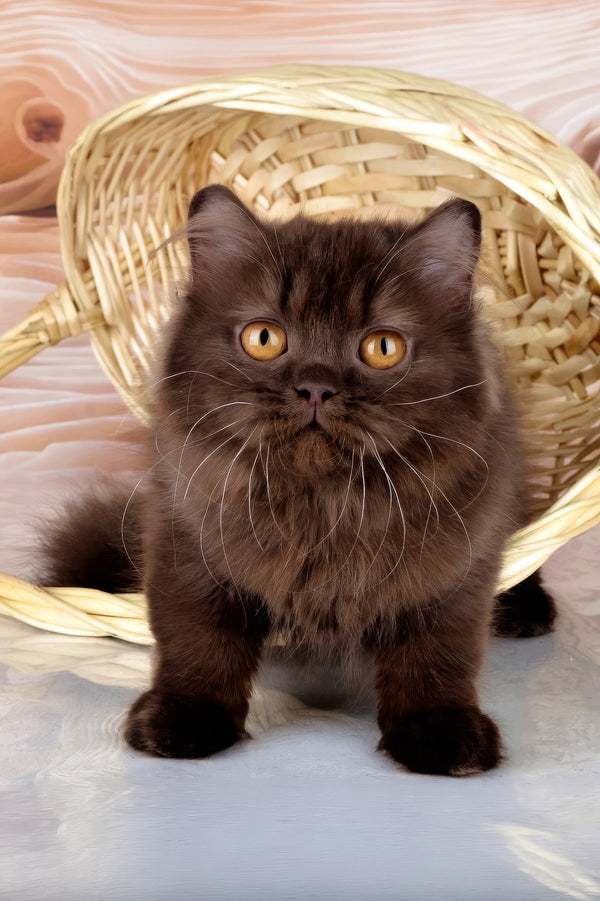 Isabelle | British Longhair Kitten