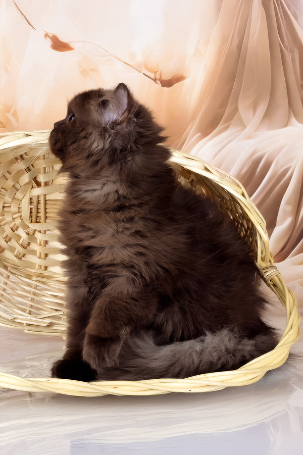 Isabelle | British Longhair Kitten
