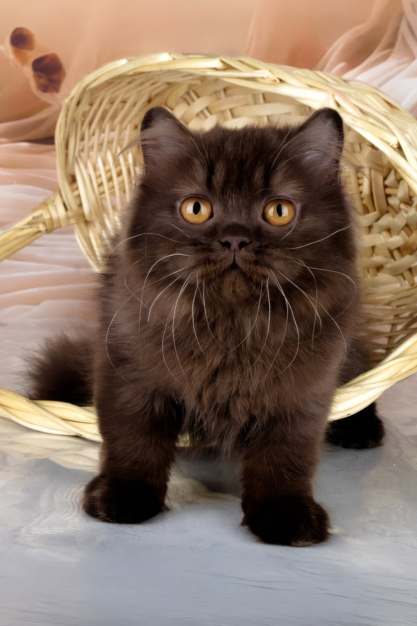 Isabelle | British Longhair Kitten