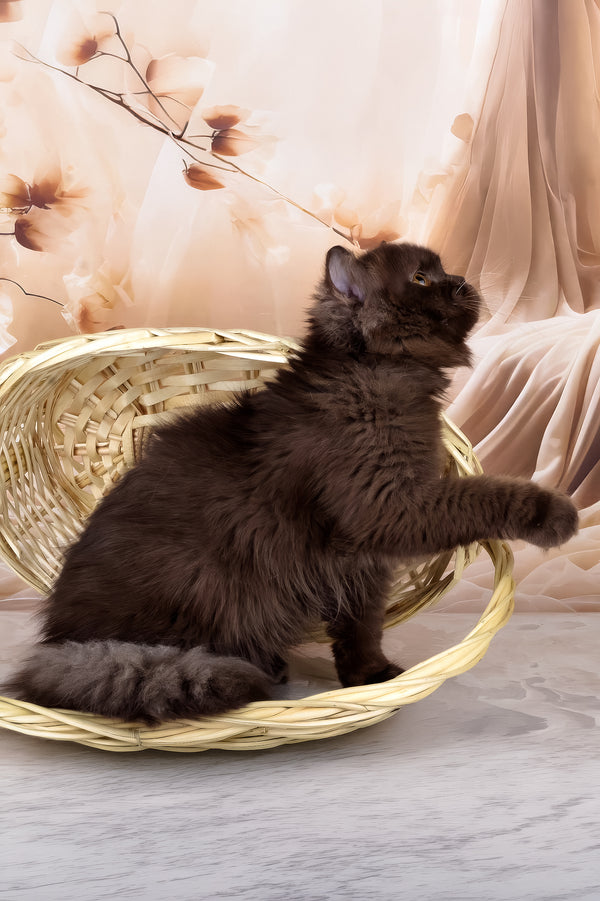 Isabelle | British Longhair Kitten