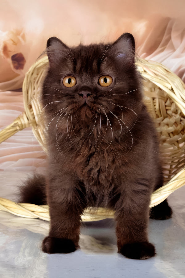 Isabelle | British Longhair Kitten