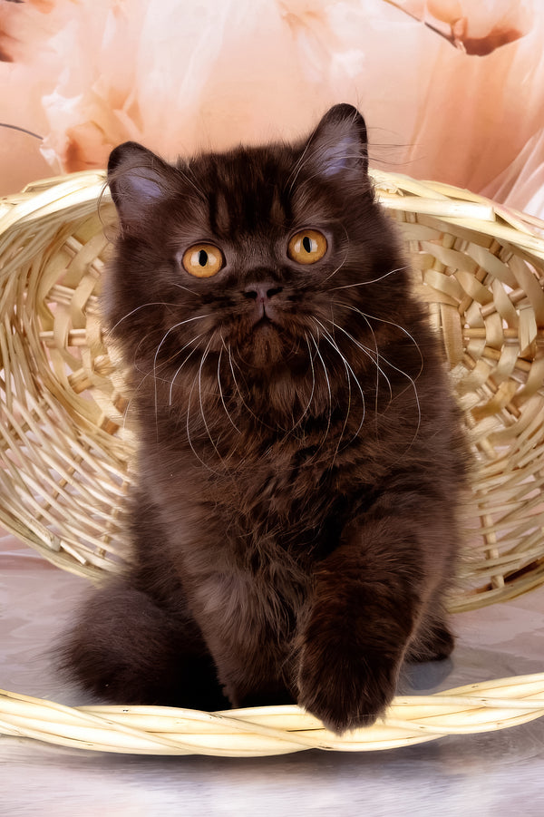 Isabelle | British Longhair Kitten