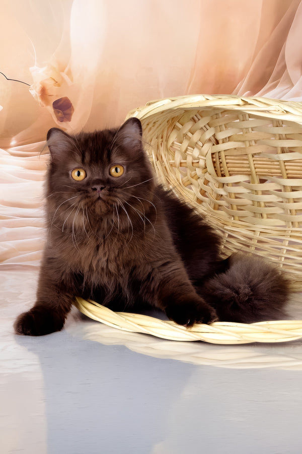 Isabelle | British Longhair Kitten