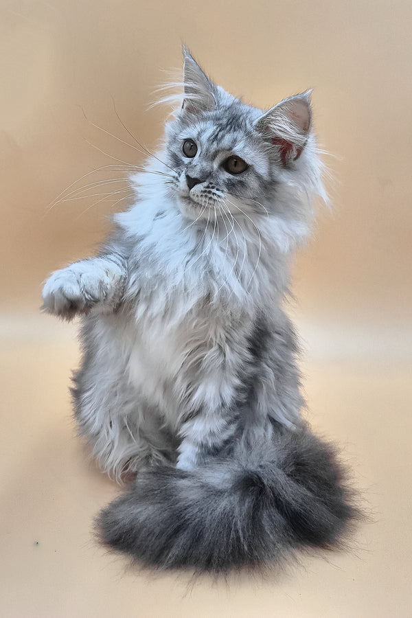 Isadora | Maine Coon Kitten