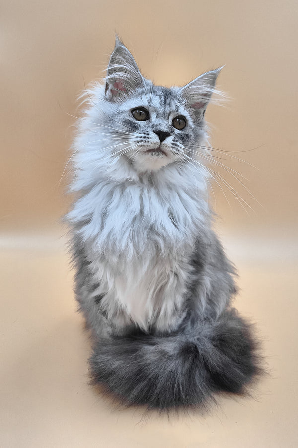 Isadora | Maine Coon Kitten