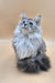 Isadora | Maine Coon Kitten