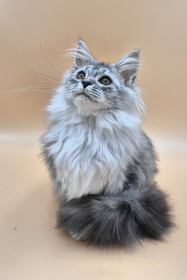 Isadora | Maine Coon Kitten