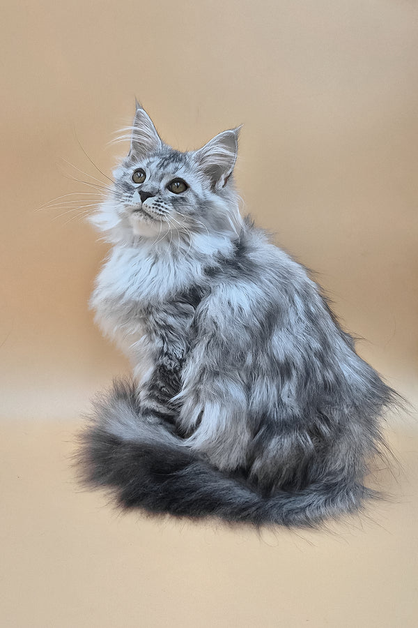Isadora | Maine Coon Kitten