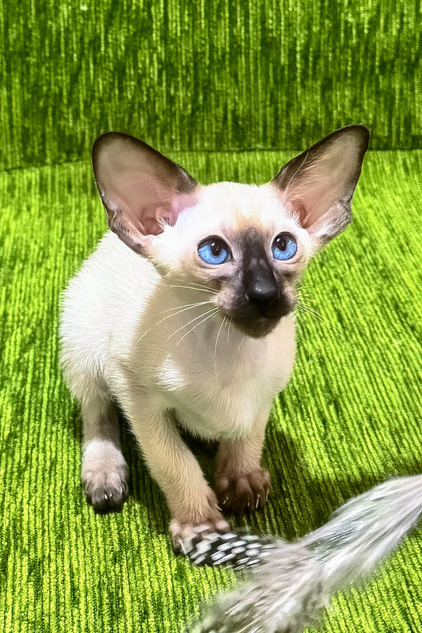 Ishan | Oriental Shorthair Kitten