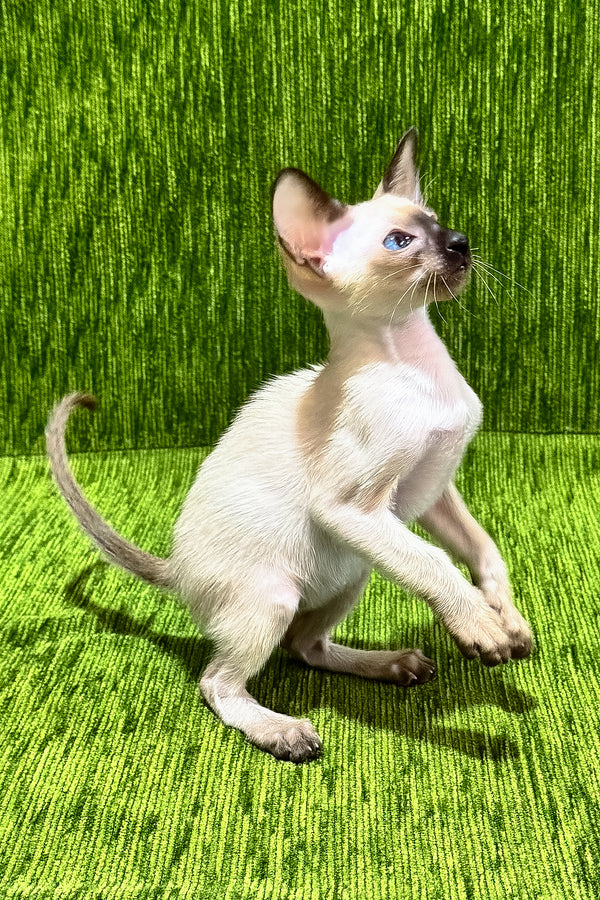 Ishan | Oriental Shorthair Kitten