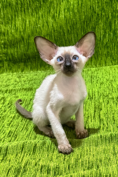 Ishan | Oriental Shorthair Kitten