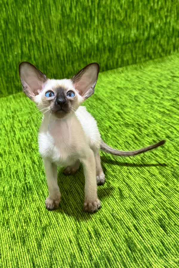 Ishan | Oriental Shorthair Kitten