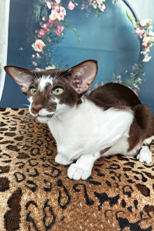 Iskra | Oriental Shorthair Kitten