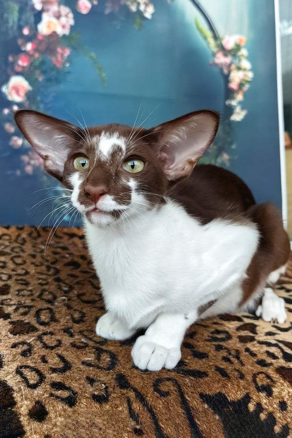 Iskra | Oriental Shorthair Kitten