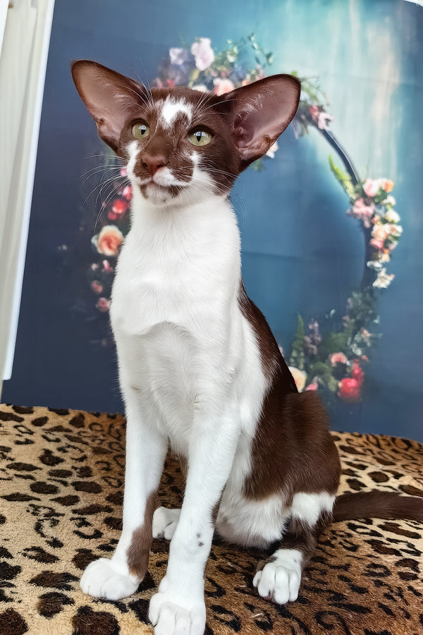 Iskra | Oriental Shorthair Kitten