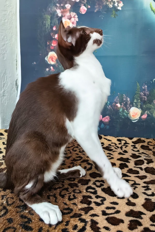 Iskra | Oriental Shorthair Kitten