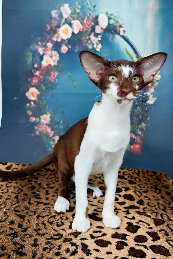 Iskra | Oriental Shorthair Kitten