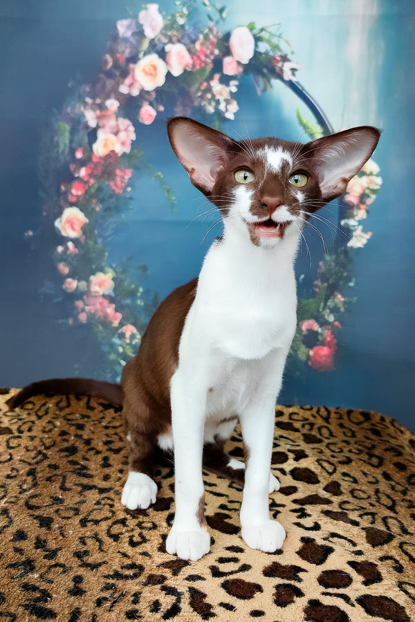 Iskra | Oriental Shorthair Kitten