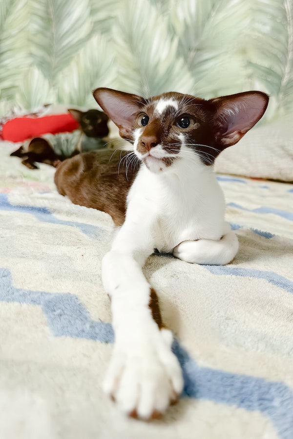 Iskra | Oriental Shorthair Kitten