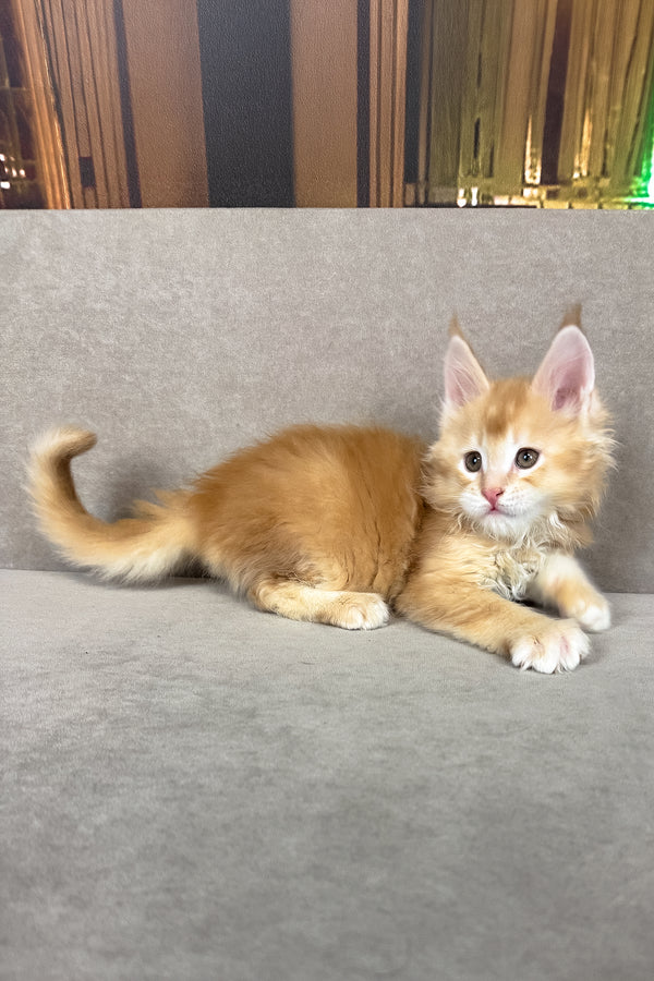 Ivor | Maine Coon Kitten