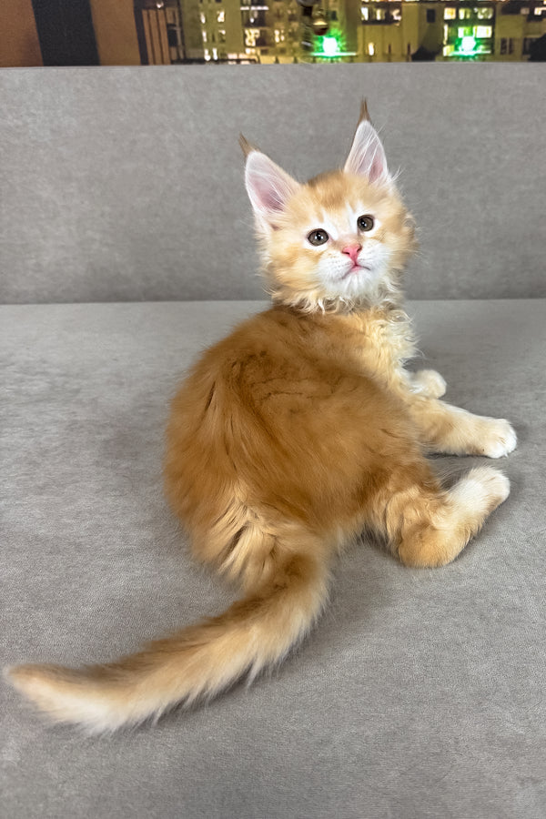Ivor | Maine Coon Kitten