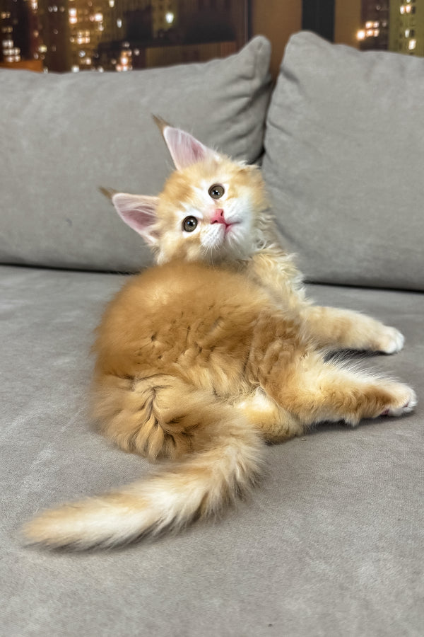 Ivor | Maine Coon Kitten