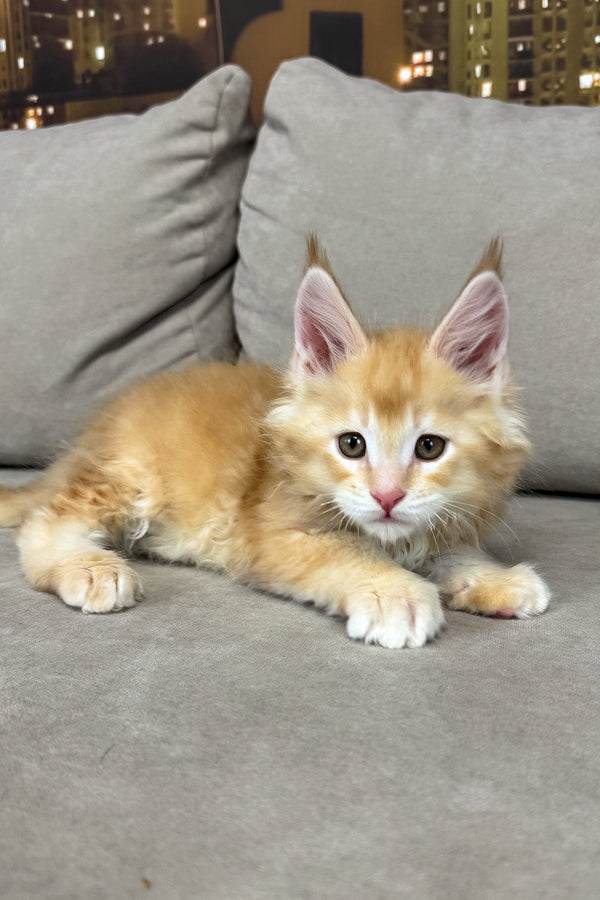 Ivor | Maine Coon Kitten