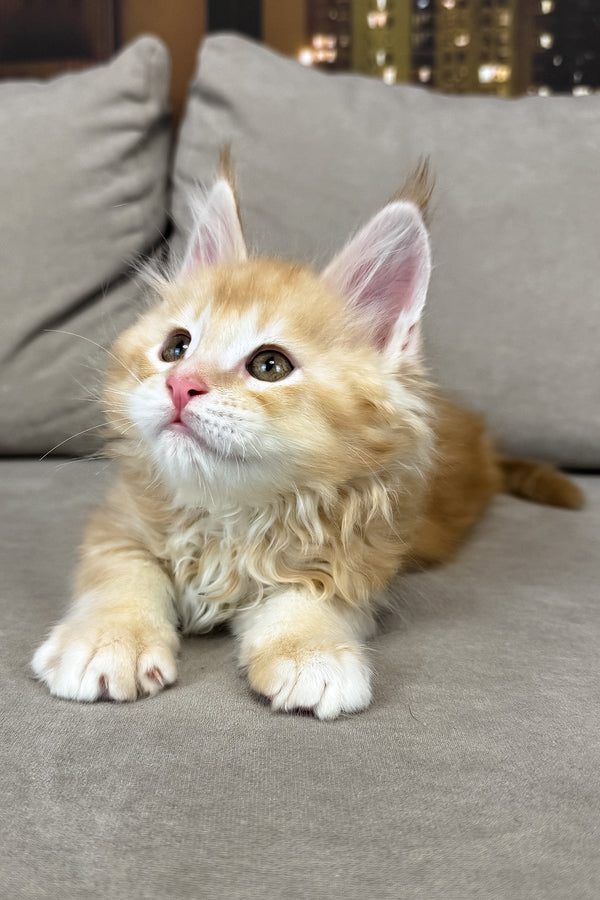 Ivor | Maine Coon Kitten