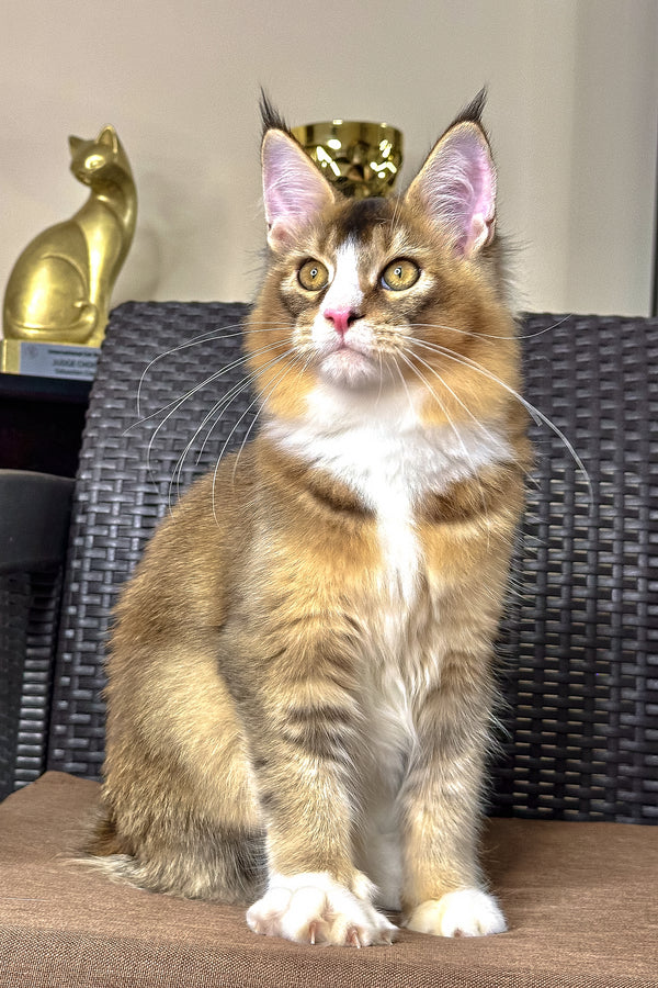 Ivory | Golden Maine Coon Kitten