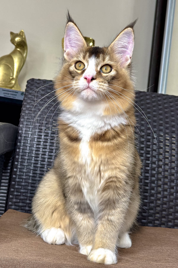 Ivory | Golden Maine Coon Kitten