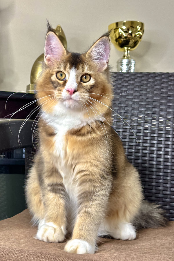 Ivory | Golden Maine Coon Kitten