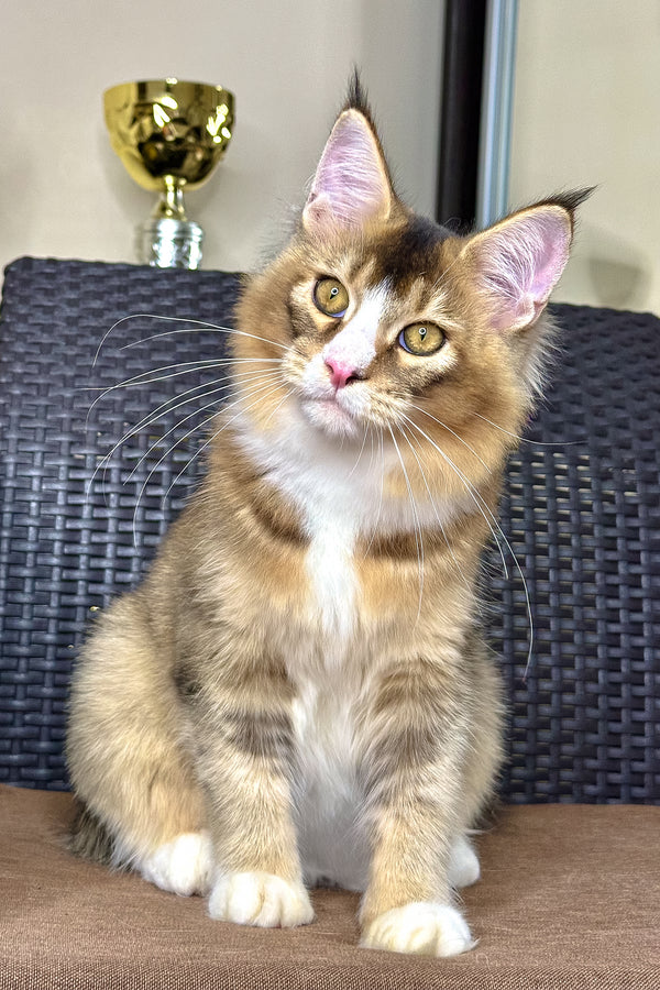 Ivory | Golden Maine Coon Kitten