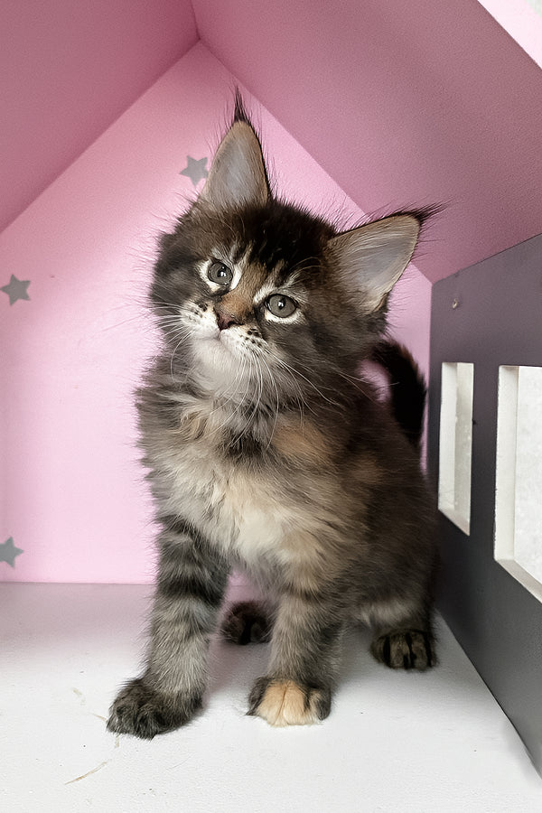 Ivy | Maine Coon Kitten