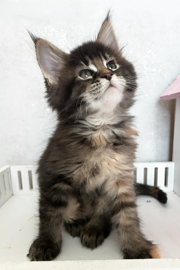 Ivy | Maine Coon Kitten